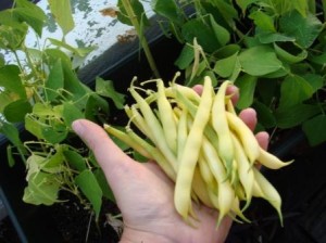 A fistful of beans. Industrial agriculture this ain't.