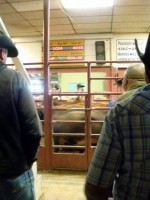 Roswell Cattle Auction