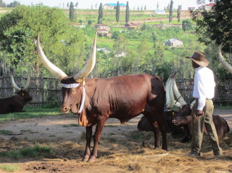 The cow-tender proceeded to sing a lovely song to this cow, while brushing the flies from its face.